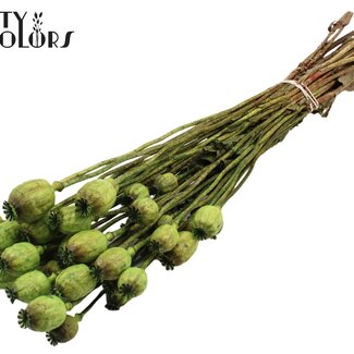 QC Getrockneter Schlafmohn | Farbe: Hellgrün | Papaver Somniferum Trockenblumen | Länge ± 60 Zentimeter | Gewicht 200 Gramm | Pro Bund