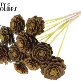 QC Pomme de pin coupée en deux sur bâton | Couleur : Jaune | Diamètre 5 - 7 centimètres | Longueur ± 50 centimètres | 10 piques par bouquet