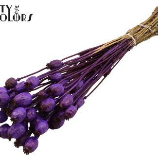 QC Pavot séché | Couleur : Violet | Papaver Somniferum Fleurs séchées | Longueur ± 60 centimètres | Poids 200 grammes | Par bouquet