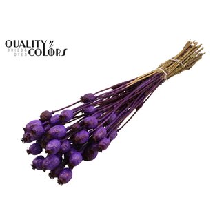 QC Gedroogde Slaapbol | Kleur: Paars | Papaver Somniferum Droogbloemen | Lengte ± 60 centimeter | Gewicht 200 gram | Per bos