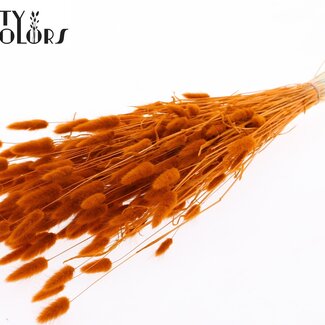 QC Gedroogde Gebleekte Hazenstaartjes Premium | Kleur: Terracotta | Lagurus Ovatus droogbloemen | Lengte ± 70 centimeter | Gewicht 100 gram | Per bos
