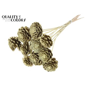 QC Half Pine Cone on Stick | Colour: Gold | Diameter 5 - 7 centimetres | Length ± 50 centimetres | 10 picks per bunch