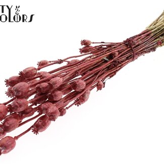 QC Dried Poppy | Colour: Metallic Red | Papaver Somniferum Dried Flowers | Length ± 60 centimetres | Weight 200 grams | Per bunch