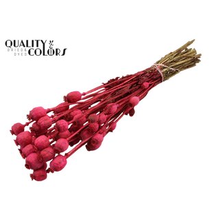 QC Dried Opium Poppy | Colour: Cherry-coloured | Papaver Somniferum Dried Flowers | Length ± 60 centimetres | Weight 200 grams | Per bunch