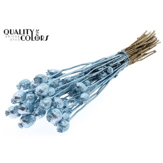 QC Gedroogde Slaapbol | Kleur: Metallic Blauw | Papaver Somniferum Droogbloemen | Lengte ± 60 centimeter | Gewicht 200 gram | Per bos