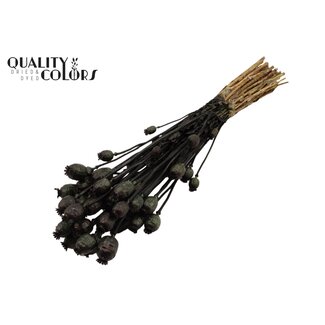 QC Dried Opium Poppy | Colour: Black | Papaver Somniferum Dried Flowers | Length ± 60 centimetres | Weight 200 grams | Per bunch