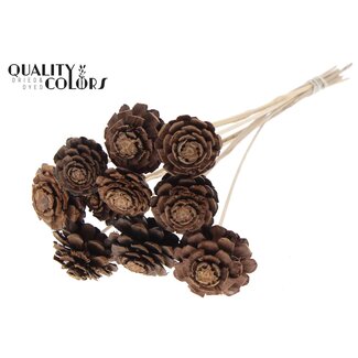 QC Half Pine Cone on stick | Colour: Natural Brown | Diameter 5 - 7 centimetre | Length ± 50 centimetre | 10 picks per bunch