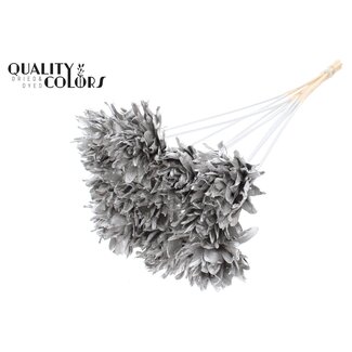 QC Fleur Shola sur tige | Couleur: platiné | Shola Slice Pine | Diamètre 6 centimeter | Longueur ± 50 centimeter | 10 tiges d'appoint par bouquet  | Par bouquet
