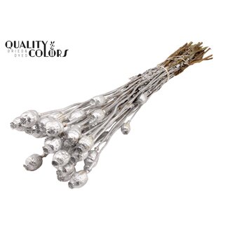 QC Dried Poppy Head | Colour: Silver-coloured | Papaver Somniferum Dried Flowers | Length ± 60 centimetre | Weight 200 gram | Per bunch