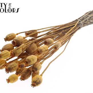 QC Dried Opium Poppy | Colour: Apricot | Papaver Somniferum Dried Flowers | Length ± 60 centimetres | Weight 200 grams | Per bunch