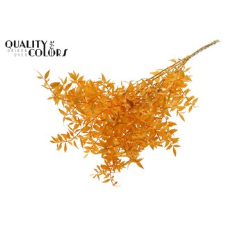 QC Gedroogde Ruscus | Kleur: Abrikooskleurig | Ruscus Droogbloemen | Lengte ± 70 centimeter | 10 takken per bos | Per bos
