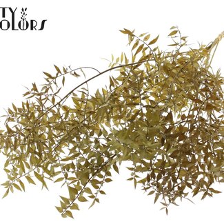 QC Getrockneter Ruscus | Farbe: Olivgrün | Ruscus Trockenblumen | Länge ± 70 Zentimeter | 10 Zweige pro Bund | Pro Bund