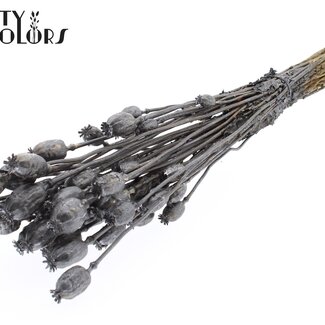 QC Gedroogde Slaapbol | Kleur: Metallic Grafiet | Papaver Somniferum Droogbloemen | Lengte ± 60 centimeter | Gewicht 200 gram | Per bos