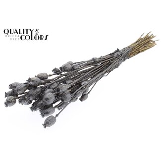QC Dried Opium Poppy | Colour: Metallic Graphite | Papaver Somniferum Dried Flowers | Length ± 60 centimetres | Weight 200 grams | Per bunch