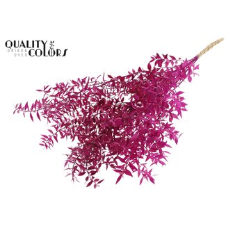 QC Gedroogde Ruscus | Kleur: Lilakleurig | Ruscus Droogbloemen | Lengte ± 70 centimeter | 10 takken per bos | Per bos