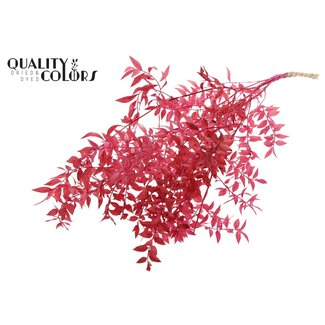 QC Gedroogde Ruscus | Kleur: Kerskleurig | Ruscus Droogbloemen | Lengte ± 70 centimeter | 10 takken per bos | Per bos