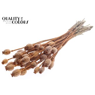 QC Pavot séché | Couleur : Terre cuite | Papaver Somniferum Fleurs séchées | Longueur ± 60 centimètres | Poids 200 grammes | Par bouquet