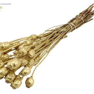 QC Getrockneter Schlafmohn | Farbe: Goldfarben mit Glitzer | Papaver Somniferum Trockenblumen | Länge ± 60 Zentimeter | Gewicht 200 Gramm | Pro Bund
