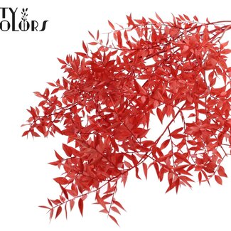QC Getrockneter Ruscus | Farbe: Rot | Ruscus Trockenblumen | Länge ± 70 Zentimeter | 10 Zweige pro Bund | Pro Bund