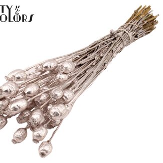 QC Gedroogde Slaapbol | Kleur: Champagnekleurig | Papaver Somniferum Droogbloemen | Lengte ± 60 centimeter | Gewicht 200 gram | Per bos