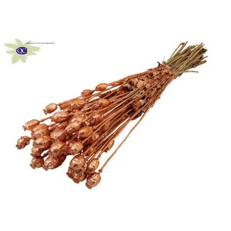 QC Gedroogde Slaapbol | Kleur: Koperkleurig met Glitter | Papaver Somniferum Droogbloemen | Lengte ± 60 centimeter | Gewicht 200 gram | Per bos