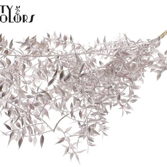 QC Gedroogde Ruscus | Kleur: Champagnekleurig | Ruscus Droogbloemen | Lengte ± 70 centimeter | 10 takken per bos | Per bos