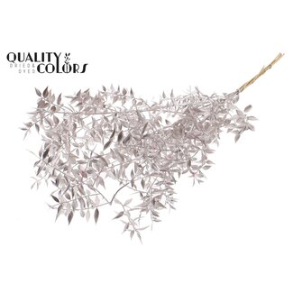 QC Dried Ruscus | Colour: Champagne | Ruscus Dried Flowers | Length ± 70 centimetres | 10 stems per bunch | Per bunch