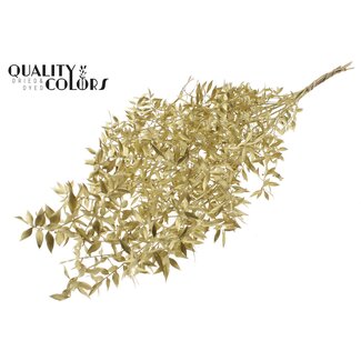 QC Getrockneter Ruscus | Farbe: Goldfarben | Ruscus Trockenblumen | Länge ± 70 Zentimeter | 10 Zweige pro Bund | Pro Bund