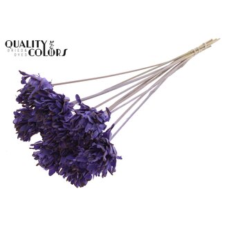 QC Shola Flower on stem | Colour: Milky purple | Shola Slice Pine | Diameter 6 centimeter | Length ± 50 centimeter | 10 picks per bunch  | Per bunch