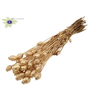 QC Getrockneter Schlafmohn | Farbe: Antik Goldfarben mit Glitzer | Papaver Somniferum Trockenblumen | Länge ± 60 Zentimeter | Gewicht 200 Gramm | Pro Bund