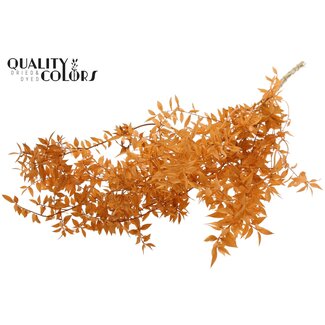 QC Gedroogde Ruscus | Kleur: Zalmkleurig | Ruscus Droogbloemen | Lengte ± 70 centimeter | 10 takken per bos | Per bos