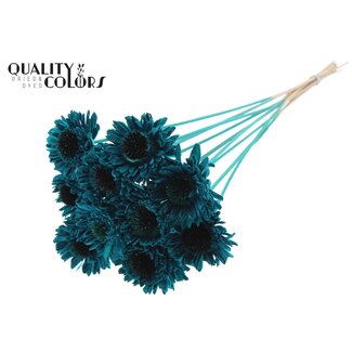 QC Shola Daisy Sunflower on stem | Colour: Turquoise | Shola Daisy Sunflower | Diameter 6 centimetre | Length ± 50 centimetre | 10 picks per bunch | Per bunch