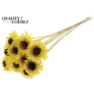 QC Shola Marguerite Tournesol sur tige | Couleur: Jaune | Shola Marguerite Tournesol | Diamètre 6 centimeter | Longueur ± 50 centimeter | 10 piques par botte | Par botte