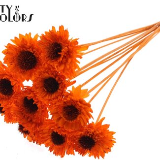 QC Shola Gänseblümchen Sonnenblume am Stiel | Farbe: Orange | Shola Gänseblümchen Sonnenblume | Durchmesser 6 centimeter | Länge ± 50 centimeter | 10 Beistecker pro Bund | Pro Bund