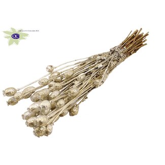 QC Gedroogde Slaapbol | Kleur: Platinakleurig met Glitter | Papaver Somniferum Droogbloemen | Lengte ± 60 centimeter | Gewicht 200 gram | Per bos