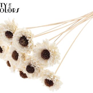 QC Shola Houten Madelief Zonnebloem sur tige | Couleur : Blanc Naturel | Shola Daisy Tournesol Pique | Diamètre de la fleur 6 centimètres | Longueur du pique ± 50 centimètres | 10 piques par bouquet