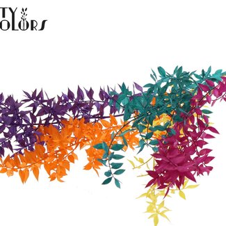 QC Dried Ruscus “Colour Mix 2” | Colour: Mixed Colours | Ruscus Dried Flowers | Length ± 70 centimetres | 10 stems per bunch | Per bunch