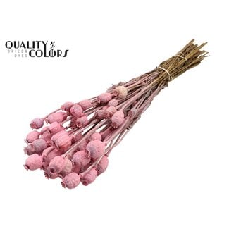 QC Dried Poppy | Colour: Frosted Pink | Papaver Somniferum Dried Flowers | Length ± 60 centimetres | Weight 200 grams | Per bunch