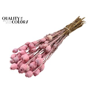 QC Gedroogde Slaapbol | Kleur: Frosted Roze | Papaver Somniferum Droogbloemen | Lengte ± 60 centimeter | Gewicht 200 gram | Per bos