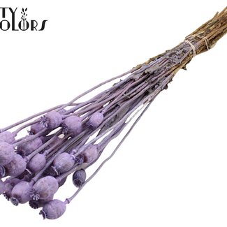 QC Pavot séché | Couleur : Violet laiteux givré | Papaver Somniferum Fleurs séchées | Longueur ± 60 centimètres | Poids 200 grammes | Par bouquet
