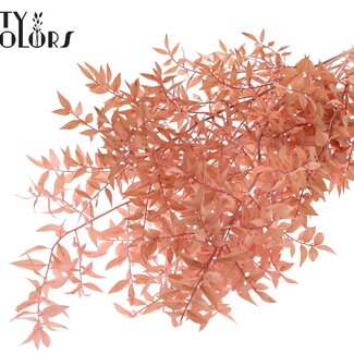 QC Ruscus séché | Couleur : Rose clair | Fleurs séchées de Ruscus | Longueur ± 70 centimètres | 10 branches par bouquet | Par bouquet