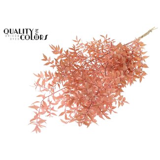 QC Gedroogde Ruscus | Kleur: Lichtroze | Ruscus Droogbloemen | Lengte ± 70 centimeter | 10 takken per bos | Per bos