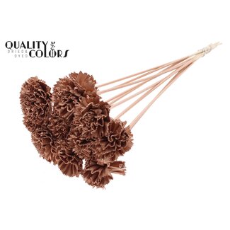QC Shola Karnish Bloem op stok | Kleur: Koperkleurig | Diameter 6 centimeter | Lengte ± 50 centimeter | 10 bijstekers per bos | Per bos