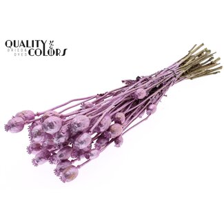 QC Getrockneter Schlafmohn | Farbe: Metallic Rosa | Papaver Somniferum Trockenblumen | Länge ± 60 Zentimeter | Gewicht 200 Gramm | Pro Bund