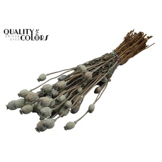 QC Pavot Séché | Couleur : Bleu Clair Givré | Papaver Somniferum Fleurs Séchées | Longueur ± 60 centimètres | Poids 200 grammes | Par bouquet