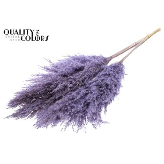 QC Getrocknete Pampasgraswedel | Farbe: Frosted Milk Lila | Pampas Trockenblumen | Länge ± 100 Zentimeter | 5 Wedel pro Bund | Pro Bund
