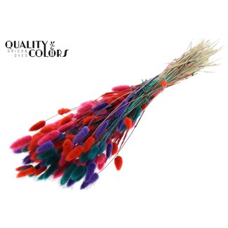 QC Getrocknete Hasenschwänzchen Premium | Bunt 4 | Farbe: Gemischte Farben | Lagurus Ovatus Trockenblumen | Länge ± 70 Zentimeter | Gewicht 100 Gramm | Pro Bund