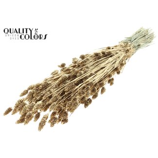 QC Getrocknete Phalaris | Farbe: Antik Goldfarben mit Glitzer | Kanariengras Trockenblumen | Länge ± 60 Zentimeter | Gewicht 220 Gramm | Pro Bund
