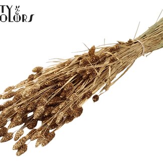 QC Gedroogde Phalaris | Kleur: Antiek Goudkleurig | Kanariegras Droogbloemen | Lengte ± 60 centimeter | Gewicht 220 gram | Per bos