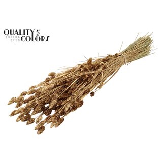 QC Getrocknete Phalaris | Farbe: Antik Goldfarben | Kanariengras Trockenblumen | Länge ± 60 Zentimeter | Gewicht 220 Gramm | Pro Bund